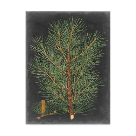 Vision Studio 'Dramatic Pine Ii' Canvas Art,35x47